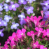 Květiny lobelia - použití v krajinném designu letní chaty